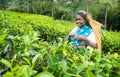 A tamil woman from sri lanka breaks tea leaves